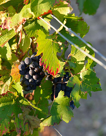 Domaine Pattes Loup