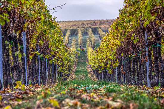 Domaine de la Meulière