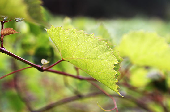 Domaine de la Meulière