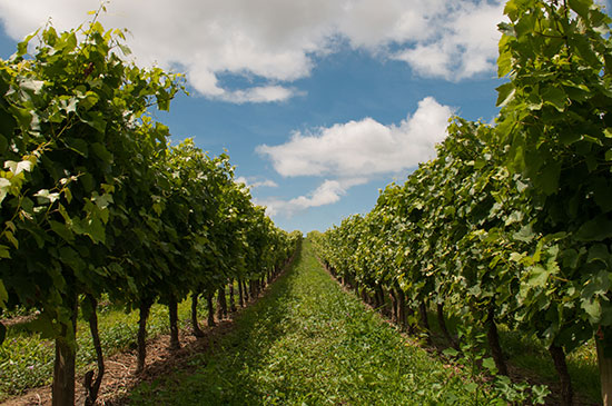 Domaine du Bouchat