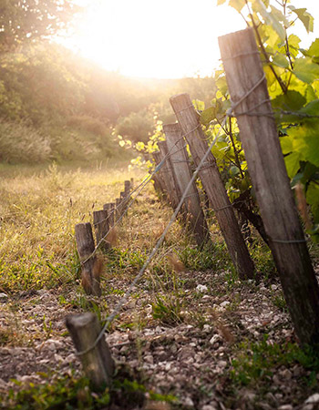 Domaine de la Meulière