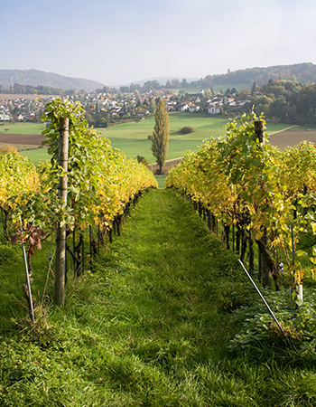 Domaine de la Meulière