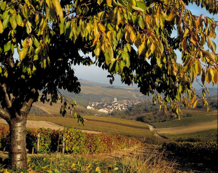 Irancy en images - Syndicat des viticulteurs d'Irancy