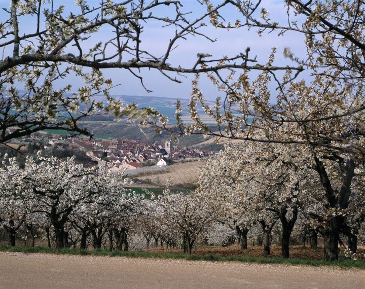 Irancy en images - Syndicat des viticulteurs d'Irancy