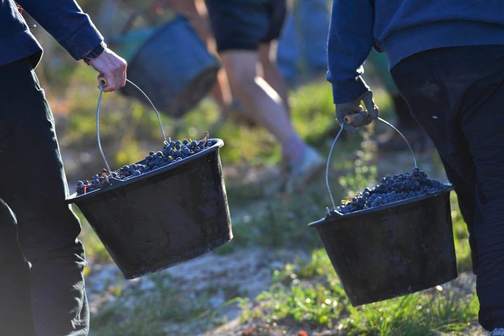 Irancy en images - Syndicat des viticulteurs d'Irancy