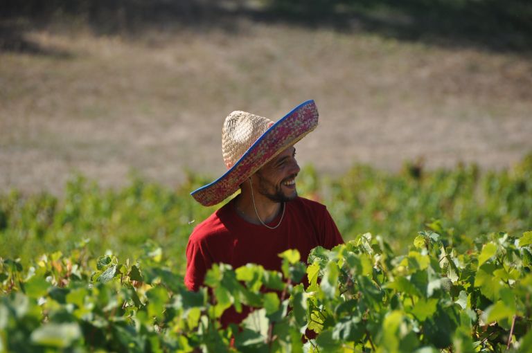 Romain Vendanges 2019 - Syndicat des viticulteurs d'Irancy
