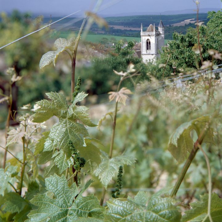 Irancy en images - Syndicat des viticulteurs d'Irancy