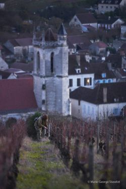 Patrice Navarre - Syndicat des viticulteurs d'Irancy