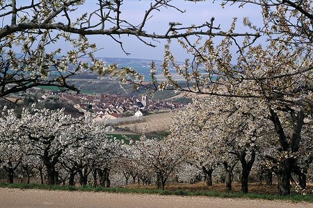 Syndicat des Vignerons d'Irancy