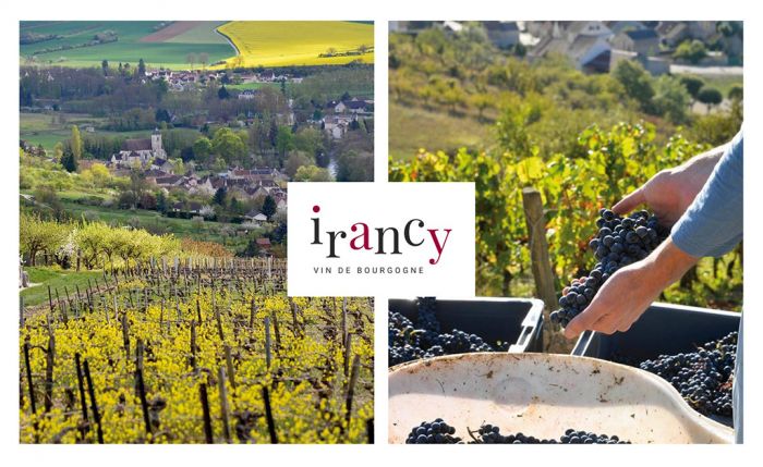 Nouveau site internet - Syndicat des viticulteurs d'Irancy